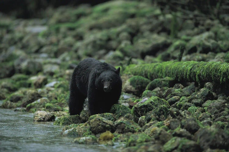 A Black Bear Fishing In Clayoquot Sound