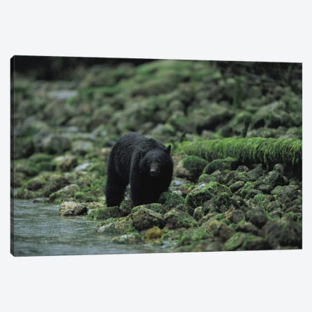 A Black Bear Fishing In Clayoquot Sound Canvas Print #SRR4} by Joel Sartore Canvas Wall Art