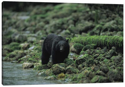 A Black Bear Fishing In Clayoquot Sound Canvas Art Print - Black Bear Art