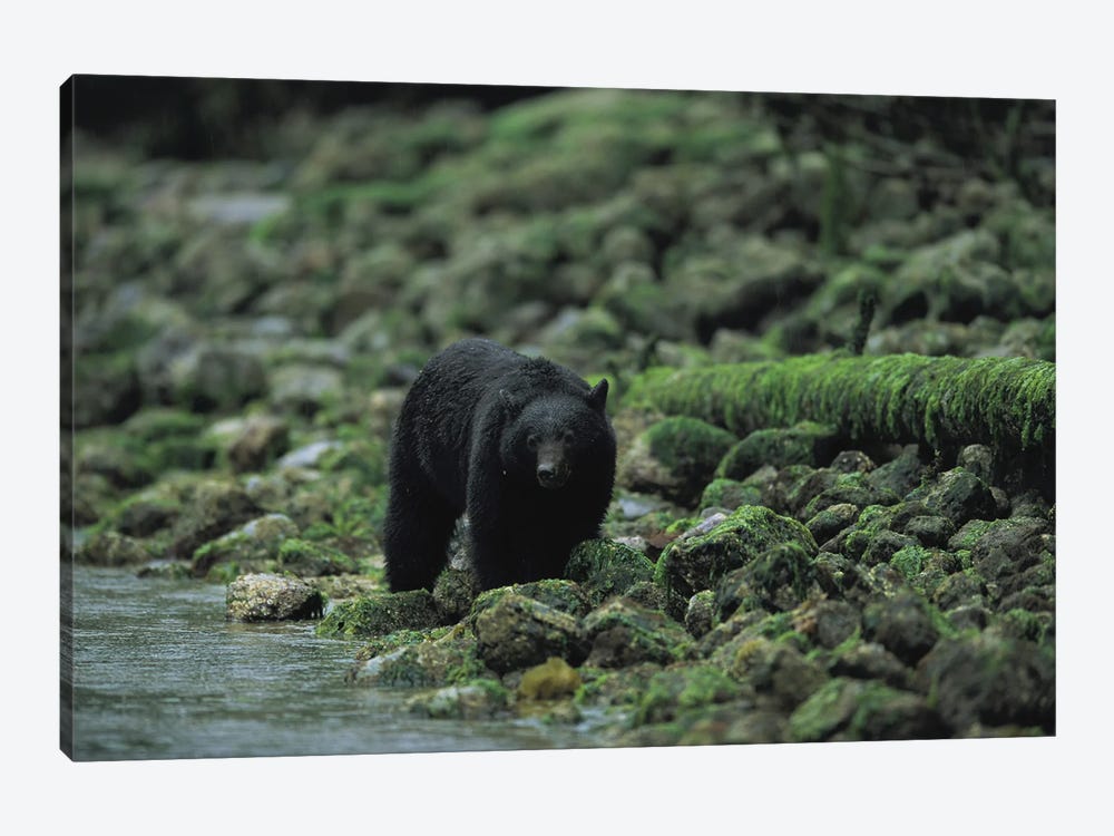 A Black Bear Fishing In Clayoquot Sound by Joel Sartore 1-piece Art Print