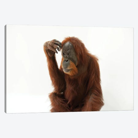 A Critically Endangered Sumatran Orangutan Named Susie, At The Gladys Porter Zoo Canvas Print #SRR50} by Joel Sartore Canvas Artwork