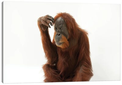 A Critically Endangered Sumatran Orangutan Named Susie, At The Gladys Porter Zoo Canvas Art Print - Wildlife Conservation Art