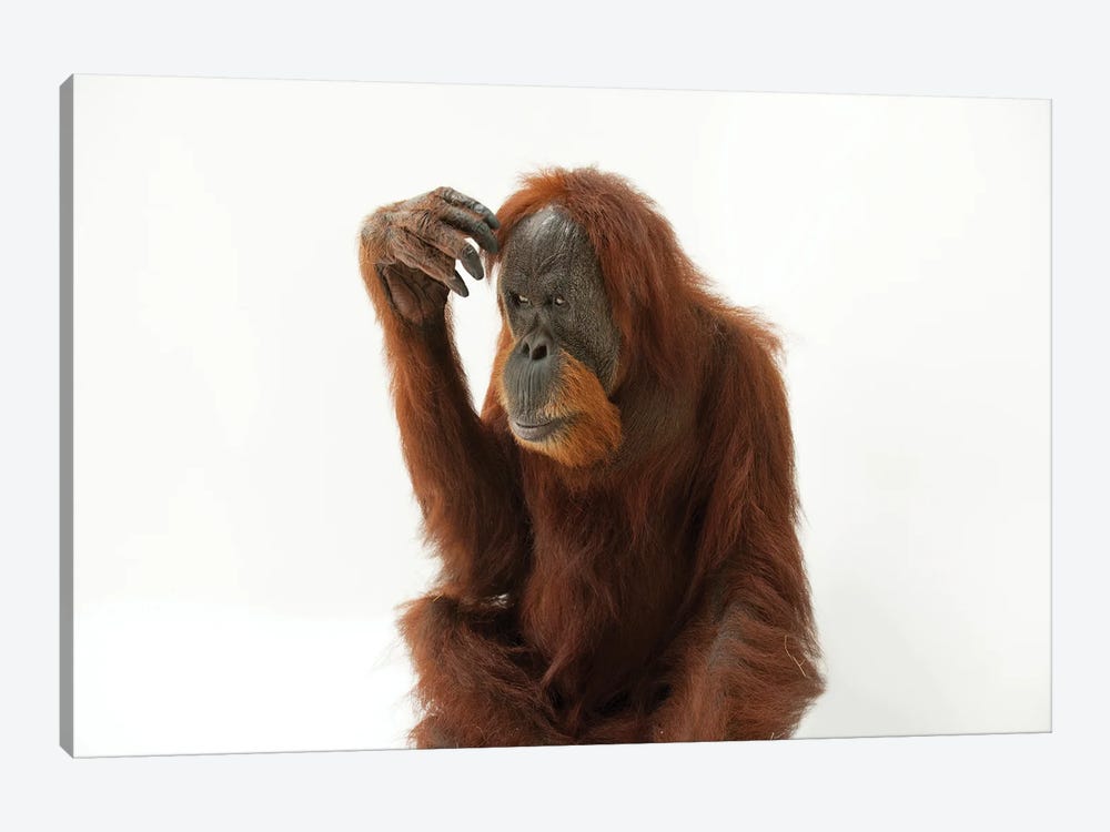 A Critically Endangered Sumatran Orangutan Named Susie, At The Gladys Porter Zoo by Joel Sartore 1-piece Canvas Print