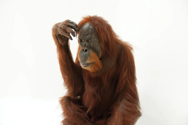 Joel Sartore: A Critically Endangered Sumatran Orangutan Named Susie, At The Gladys Porter Zoo by Joel Sartore