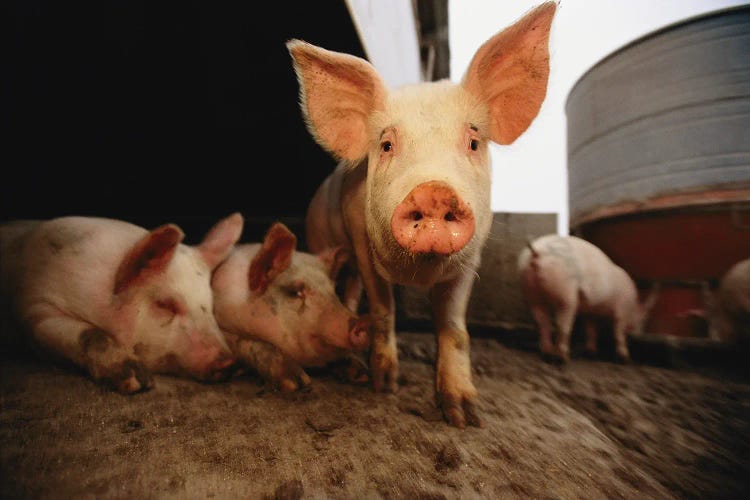 A Cute Pig Looks Up His Snout At The Photographer