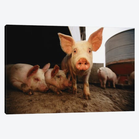 A Cute Pig Looks Up His Snout At The Photographer Canvas Print #SRR51} by Joel Sartore Canvas Artwork