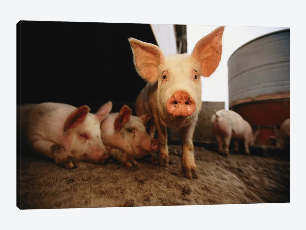 A Cute Pig Looks Up His Snout At The Photographer by Joel Sartore 1-piece Canvas Wall Art