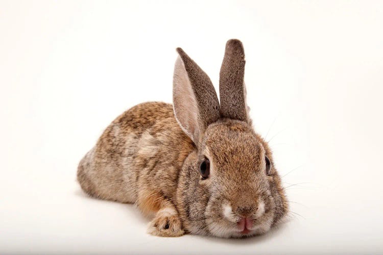 A Desert Cottontail Rabbit At Omaha‚Äôs Henry Doorly Zoo And Aquarium