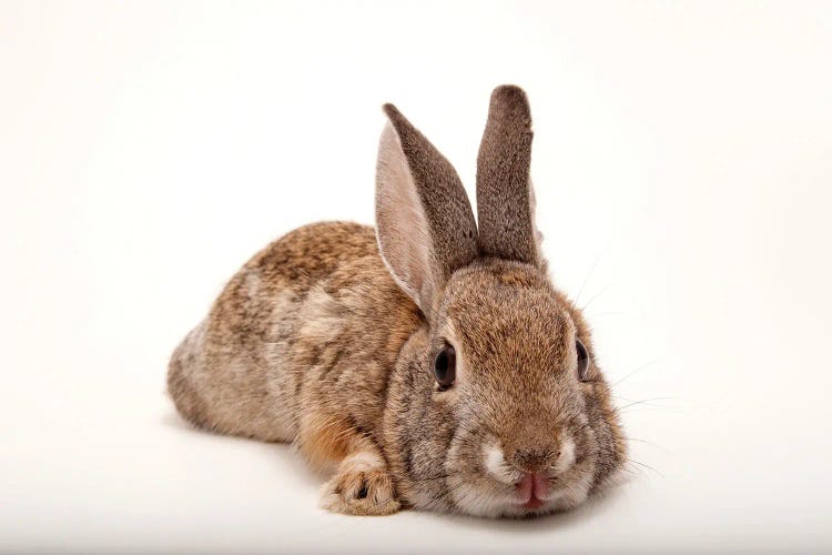 A Desert Cottontail Rabbit At Omaha‚Äôs Henry Doorly Zoo And Aquarium by Joel Sartore wall art