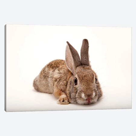 A Desert Cottontail Rabbit At Omaha‚Äôs Henry Doorly Zoo And Aquarium Canvas Print #SRR52} by Joel Sartore Canvas Art