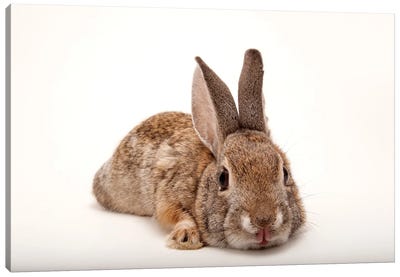A Desert Cottontail Rabbit At Omaha‚Äôs Henry Doorly Zoo And Aquarium Canvas Art Print - Joel Sartore