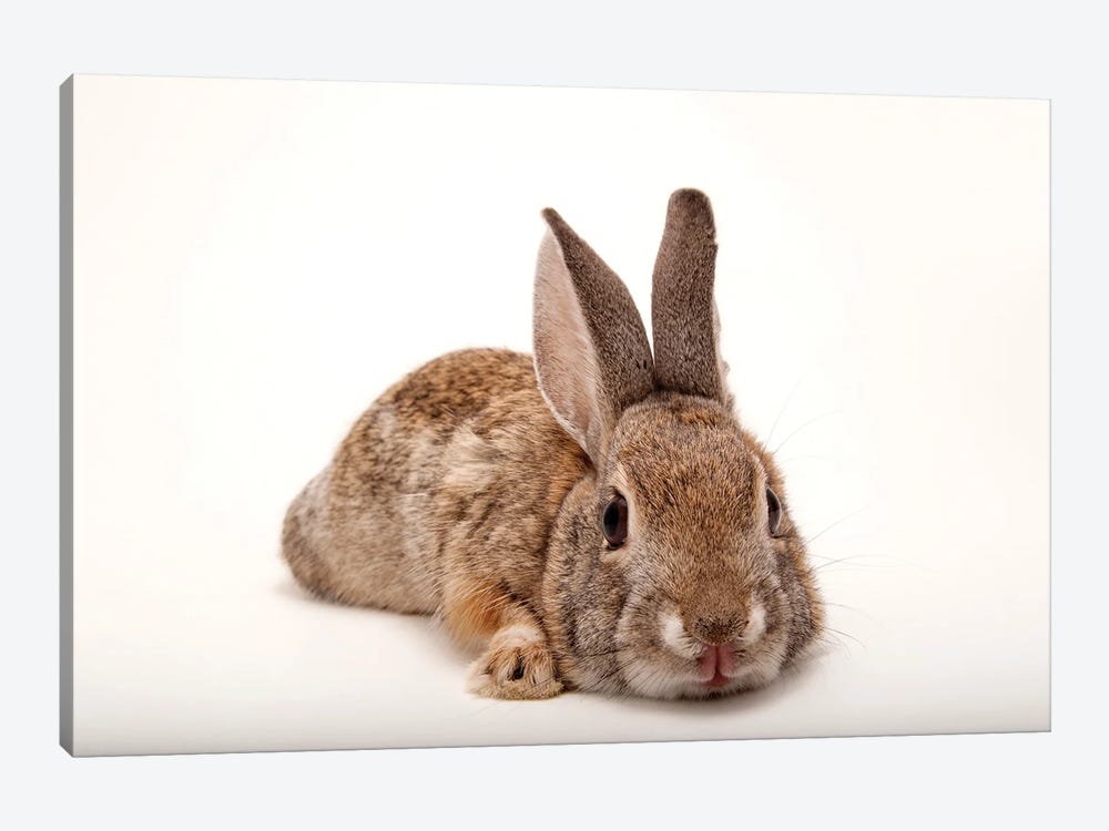 A Desert Cottontail Rabbit At Omaha‚Äôs Henry Doorly Zoo And Aquarium by Joel Sartore 1-piece Canvas Print