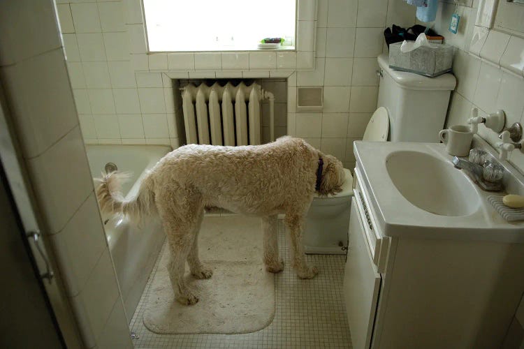 A Dog Drinks Out Of A Toilet