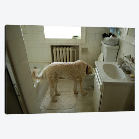 A Dog Drinks Out Of A Toilet Canvas Print #SRR53} by Joel Sartore Canvas Artwork