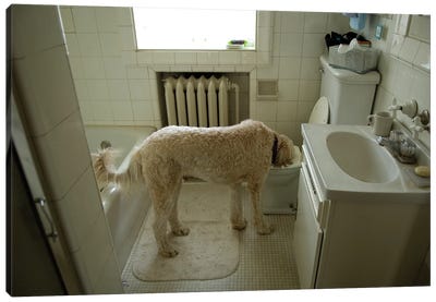 A Dog Drinks Out Of A Toilet Canvas Art Print - Joel Sartore