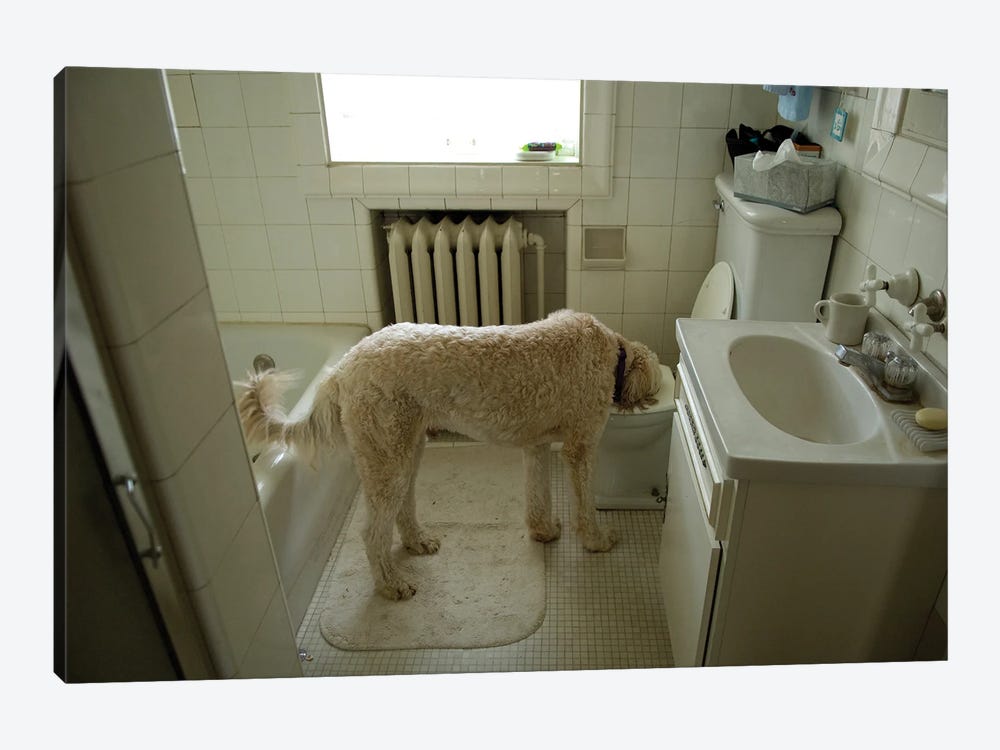 A Dog Drinks Out Of A Toilet by Joel Sartore 1-piece Canvas Artwork