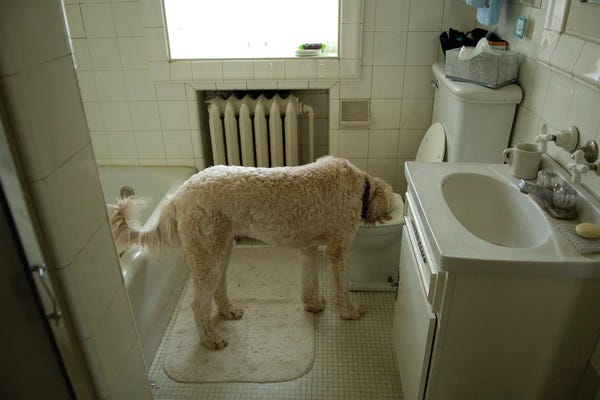 Joel Sartore: A Dog Drinks Out Of A Toilet by Joel Sartore