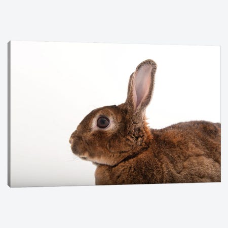A Dwarf Rabbit From The Gladys Porter Zoo In Brownsville, Texas Canvas Print #SRR54} by Joel Sartore Canvas Art Print
