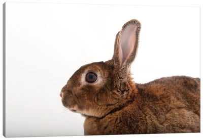 A Dwarf Rabbit From The Gladys Porter Zoo In Brownsville, Texas Canvas Art Print - Joel Sartore