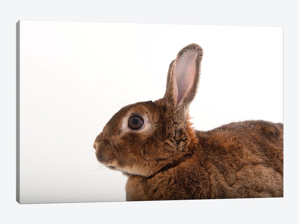A Dwarf Rabbit From The Gladys Porter Zoo In Brownsville, Texas by Joel Sartore 1-piece Art Print