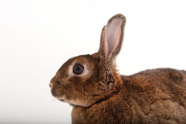 Joel Sartore: A Dwarf Rabbit From The Gladys Porter Zoo In Brownsville, Texas by Joel Sartore