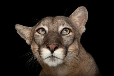 A Portrait Of A Florida Panther Named Lucy At Tampa's Lowry Park Zoo by Joel Sartore framed canvas print