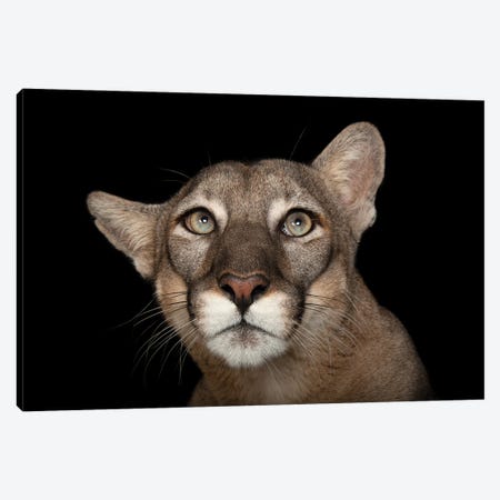 A Federally Endangered Florida Panther Named Lucy At Tampa's Lowry Park Zoo I Canvas Print #SRR55} by Joel Sartore Canvas Art Print