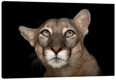 A Federally Endangered Florida Panther Named Lucy At Tampa's Lowry Park Zoo I Canvas Art Print - Minimalist Wildlife Photography