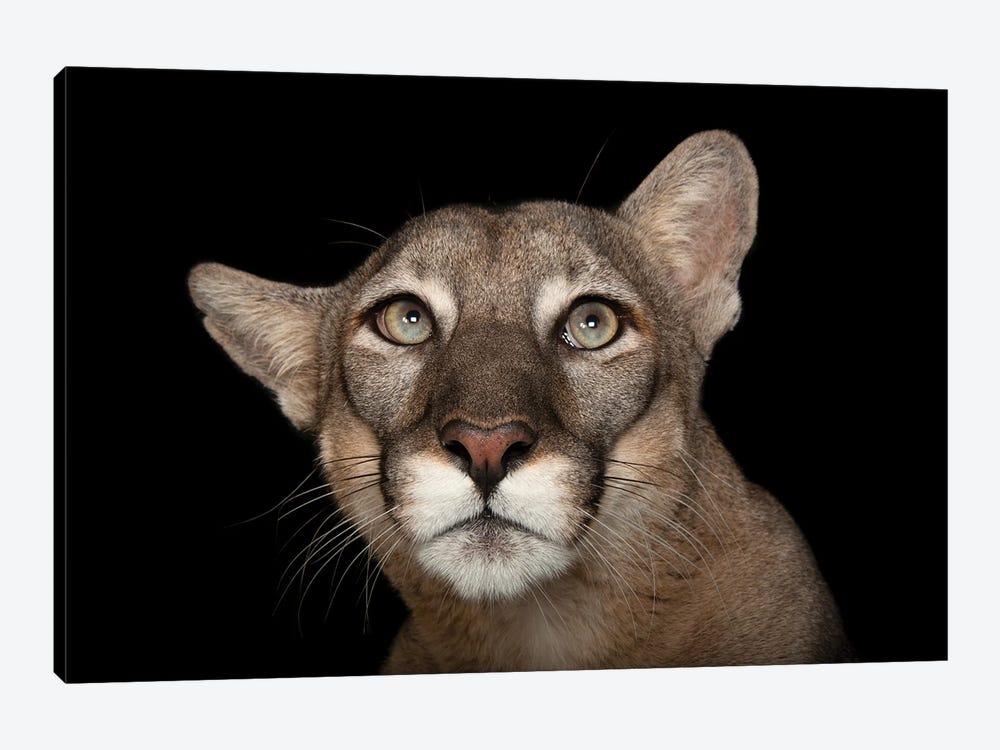 A Federally Endangered Florida Panther Named Lucy At Tampa's Lowry Park Zoo I by Joel Sartore 1-piece Canvas Art