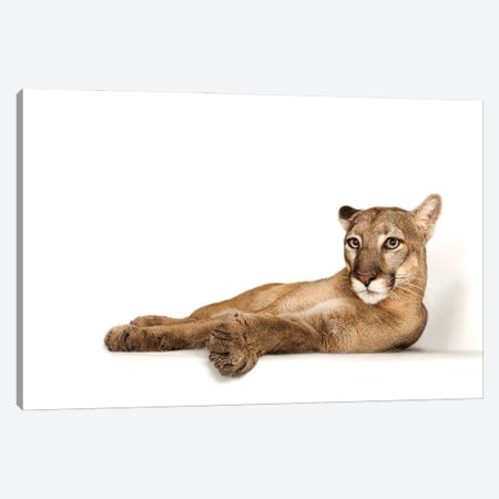 A Federally Endangered Florida Panther Named Lucy At Tampa's Lowry Park Zoo II Canvas Print #SRR56} by Joel Sartore Canvas Art Print