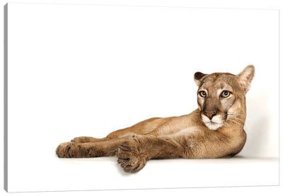 A Federally Endangered Florida Panther Named Lucy At Tampa's Lowry Park Zoo II Canvas Art Print - Wildlife Conservation Art