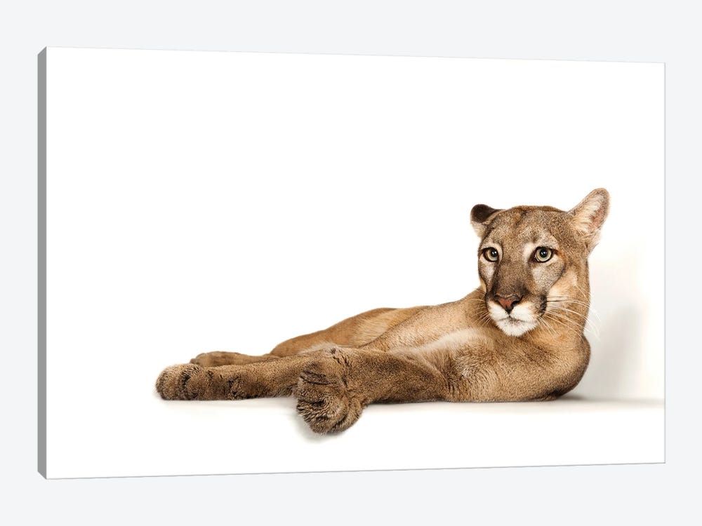 A Federally Endangered Florida Panther Named Lucy At Tampa's Lowry Park Zoo II by Joel Sartore 1-piece Canvas Print