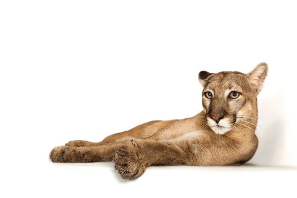 Minimalist Wildlife Photography: A Florida Panther Named Lucy II At Tampa's Lowry Park Zoo by Joel Sartore