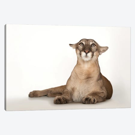 A Federally Endangered Florida Panther Named Lucy At Tampa's Lowry Park Zoo III Canvas Print #SRR57} by Joel Sartore Canvas Art Print
