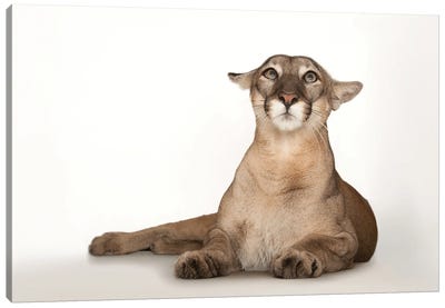 A Federally Endangered Florida Panther Named Lucy At Tampa's Lowry Park Zoo III Canvas Art Print