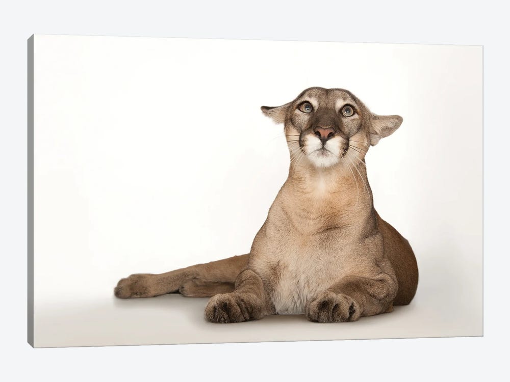 A Federally Endangered Florida Panther Named Lucy At Tampa's Lowry Park Zoo III by Joel Sartore 1-piece Canvas Art