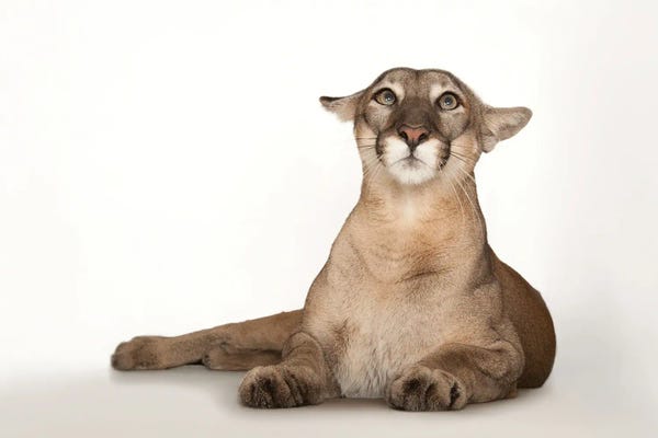 Joel Sartore: A Florida Panther Named Lucy III At Tampa's Lowry Park Zoo by Joel Sartore