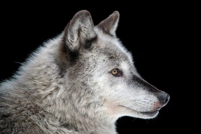 A Federally Endangered Gray Wolf At The Alaska Zoo by Joel Sartore gallery poster
