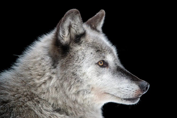 A Federally Endangered Gray Wolf At The Alaska Zoo