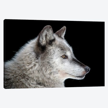 A Federally Endangered Gray Wolf At The Alaska Zoo Canvas Print #SRR58} by Joel Sartore Canvas Wall Art