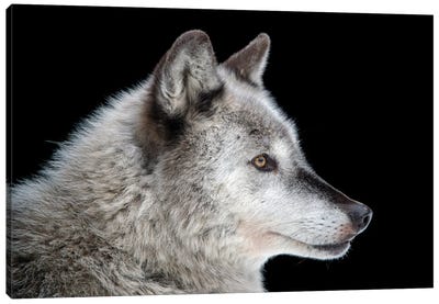 A Federally Endangered Gray Wolf At The Alaska Zoo Canvas Art Print - Minimalist Wildlife Photography