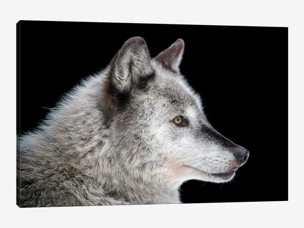 A Federally Endangered Gray Wolf At The Alaska Zoo by Joel Sartore 1-piece Art Print