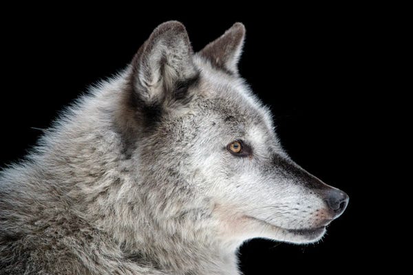 Minimalist Wildlife Photography: A Federally Endangered Gray Wolf At The Alaska Zoo by Joel Sartore