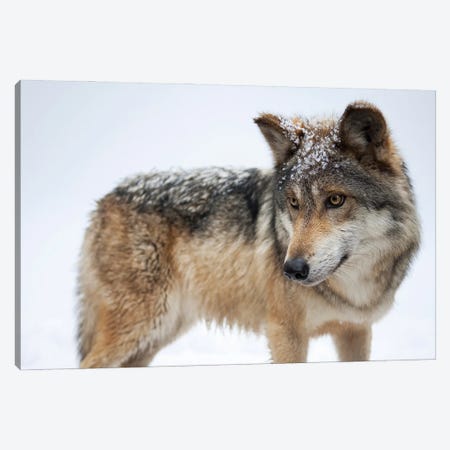 A Federally Endangered Mexican Gray Wolf At The Wild Canid Survival And Research Center Canvas Print #SRR59} by Joel Sartore Canvas Art