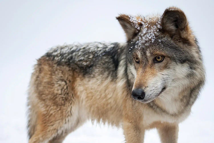 A Federally Endangered Mexican Gray Wolf At The Wild Canid Survival And Research Center