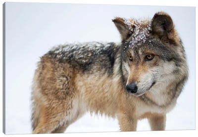 A Federally Endangered Mexican Gray Wolf At The Wild Canid Survival And Research Center Canvas Art Print - Wildlife Conservation Art
