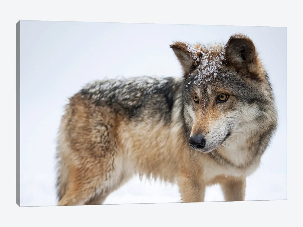 A Federally Endangered Mexican Gray Wolf At The Wild Canid Survival And Research Center by Joel Sartore 1-piece Canvas Wall Art