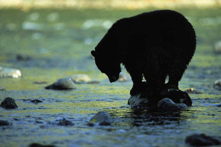 A Black Bear Perches On A Rock Watching For Fish In Clayoquot Sound