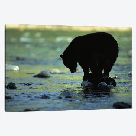 A Black Bear Perches On A Rock Watching For Fish In Clayoquot Sound Canvas Print #SRR5} by Joel Sartore Canvas Art