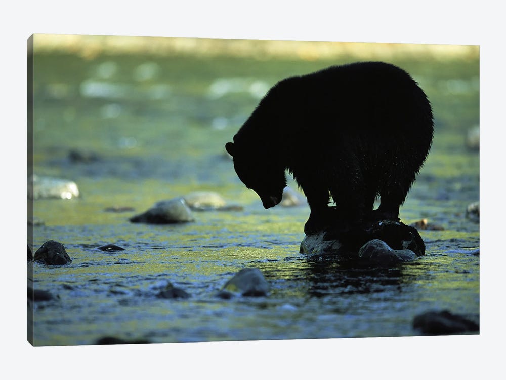 A Black Bear Perches On A Rock Watching For Fish In Clayoquot Sound by Joel Sartore 1-piece Canvas Artwork